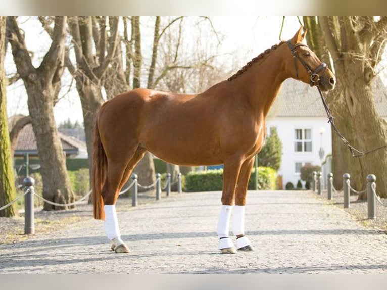 Hanoverian Mare 15 years 16,2 hh Chestnut-Red in Hetzerath