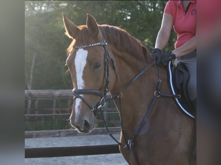 Hanoverian Mare 15 years 16,2 hh Chestnut-Red in Eelde