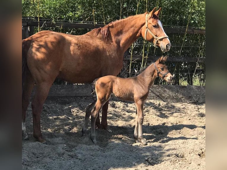 Hanoverian Mare 15 years 16,2 hh Chestnut-Red in Eelde