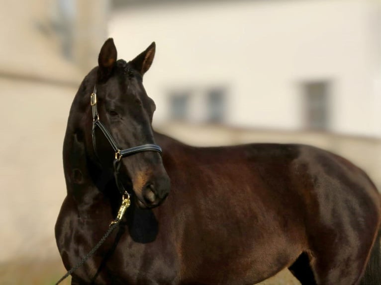 Hanoverian Mare 15 years 16,2 hh Smoky-Black in Nauen