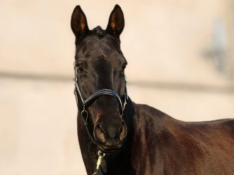 Hanoverian Mare 15 years 16,2 hh Smoky-Black in Nauen