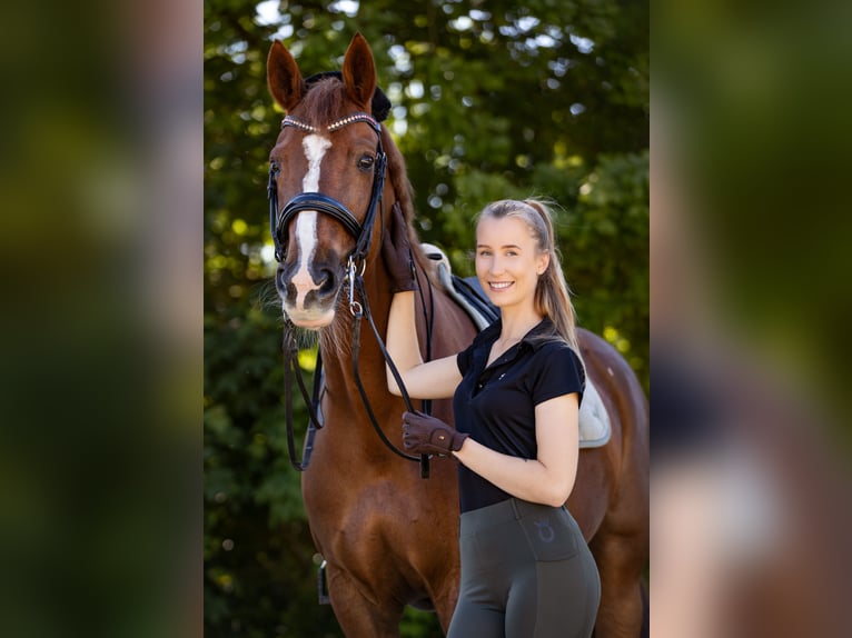 Hanoverian Mare 15 years 16,3 hh Chestnut-Red in Sprockhövel