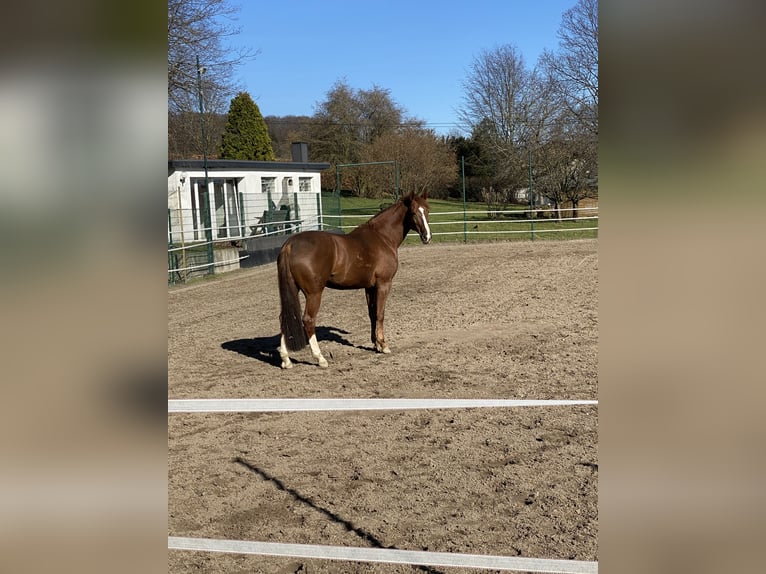 Hanoverian Mare 15 years 16,3 hh Chestnut-Red in Sprockhövel