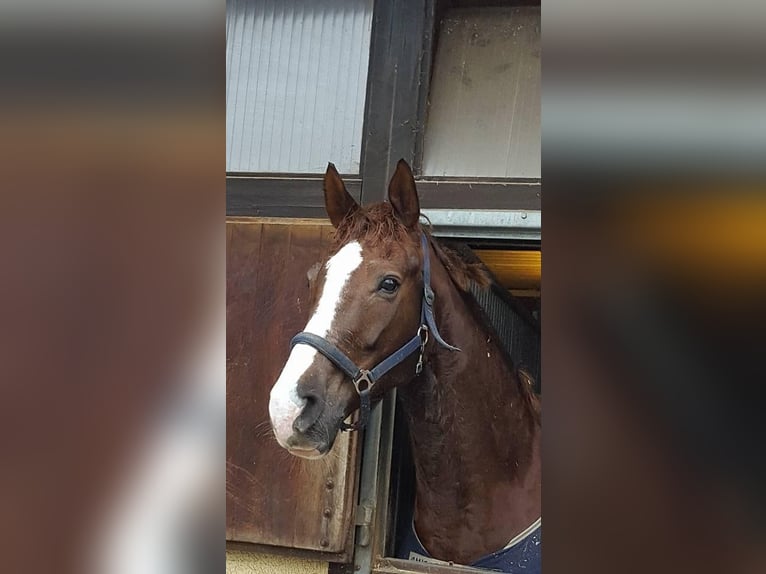 Hanoverian Mare 15 years 17,2 hh Chestnut in Hagelstadt