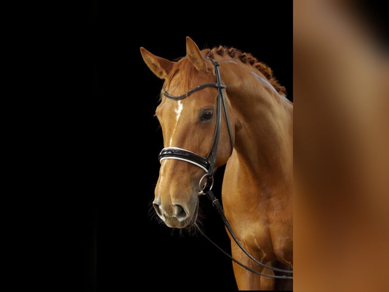 Hanoverian Mare 15 years 17,2 hh Chestnut-Red in Linau