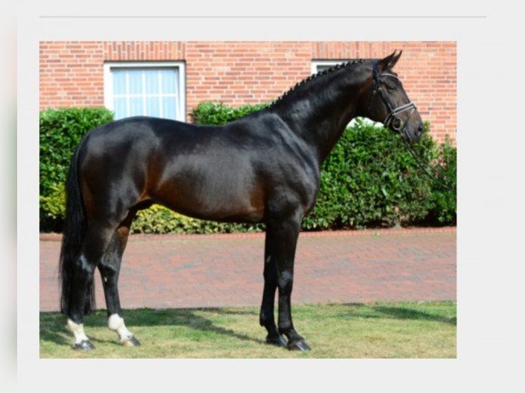 Hanoverian Mare 15 years 17 hh Bay-Dark in Fronreute