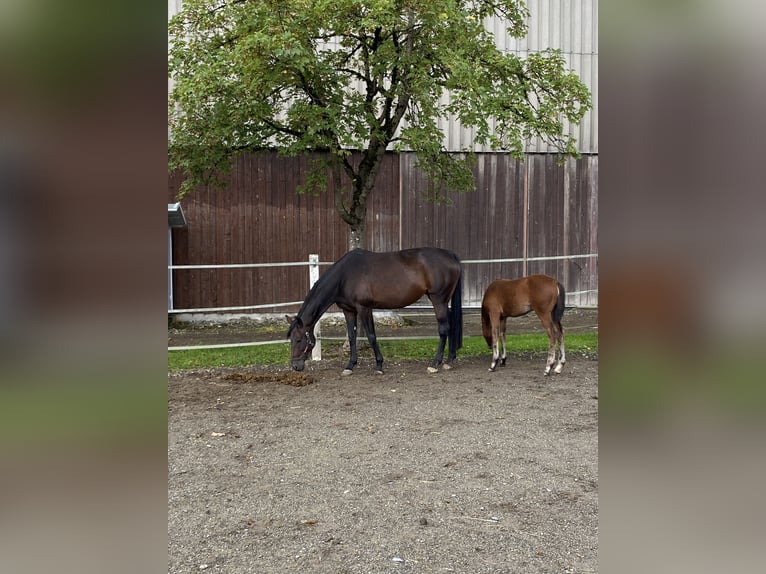 Hanoverian Mare 15 years 17 hh Bay-Dark in Fronreute