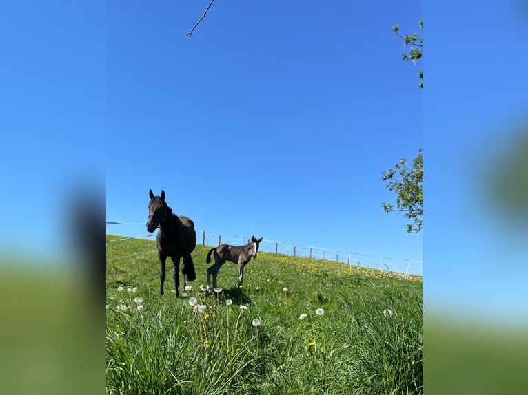 Hanoverian Mare 15 years 17 hh Bay-Dark in Fronreute