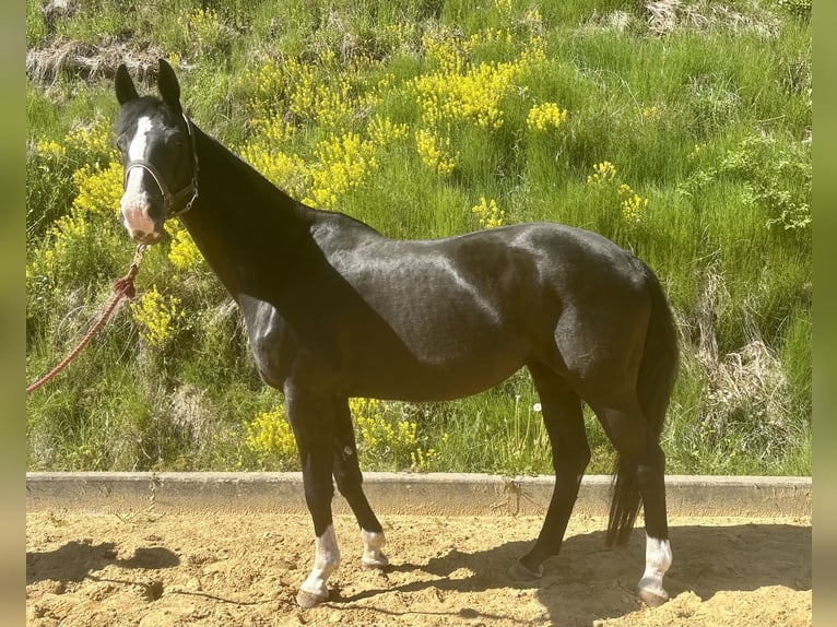 Hanoverian Mare 15 years 17 hh Black in Medebach