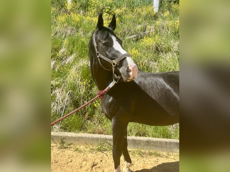 Hanoverian Mare 15 years 17 hh Black in Medebach