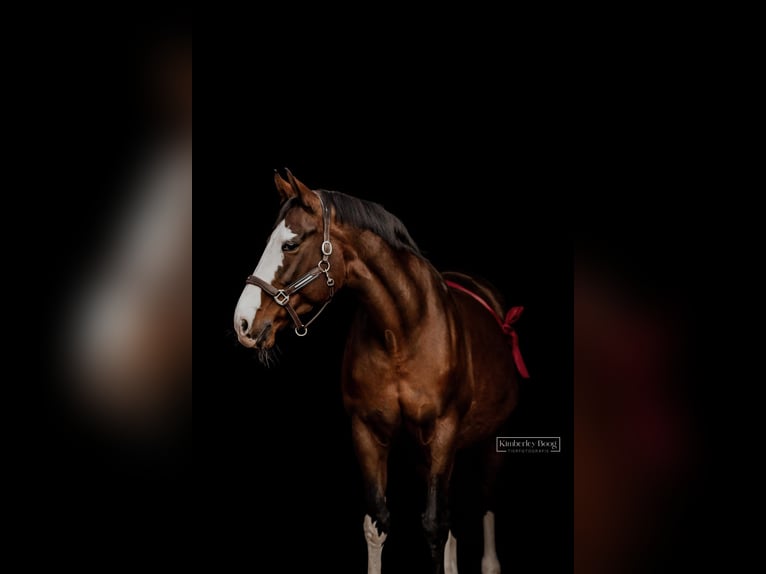 Hanoverian Mare 15 years 17 hh Brown in Hohenhameln