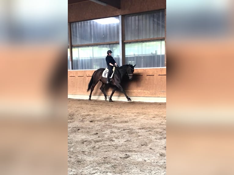 Hanoverian Mare 15 years 17 hh Brown in Schillsdorf