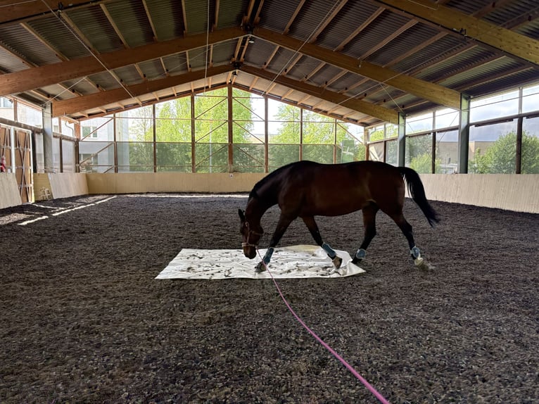 Hanoverian Mare 15 years 17 hh Brown in Hohenm&#xF6;lsen