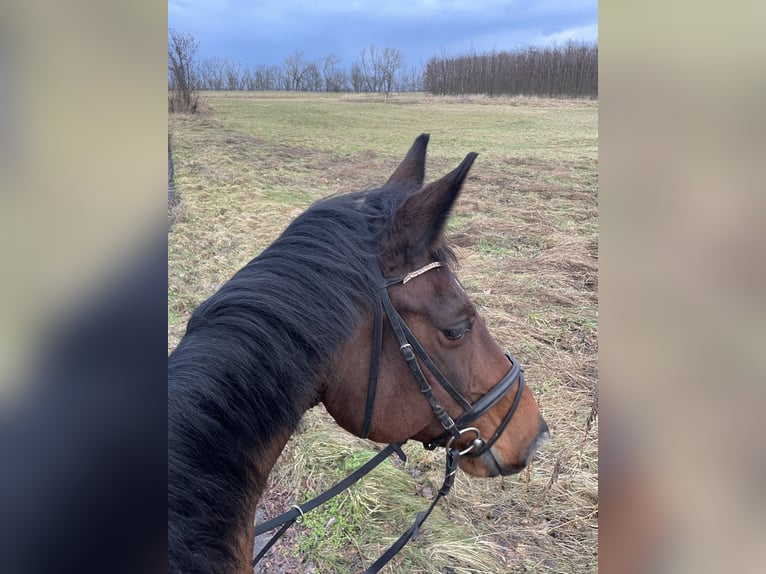 Hanoverian Mare 15 years 17 hh Brown in Hohenm&#xF6;lsen