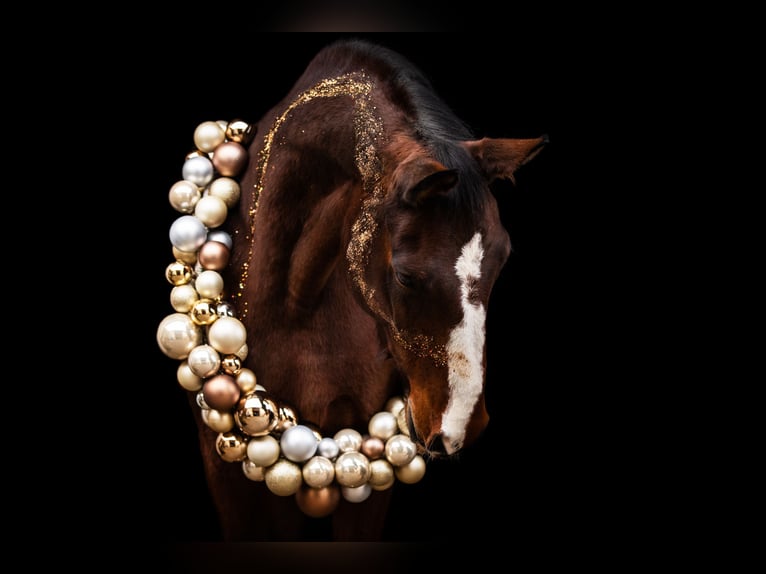 Hanoverian Mare 15 years 17 hh Brown in Gudensberg