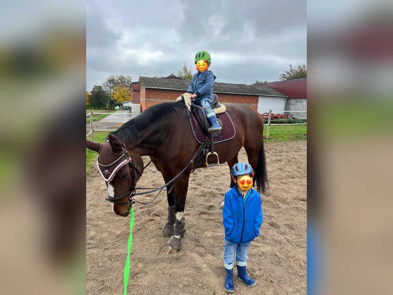 Hanoverian Mare 15 years 17 hh Brown in Gudensberg