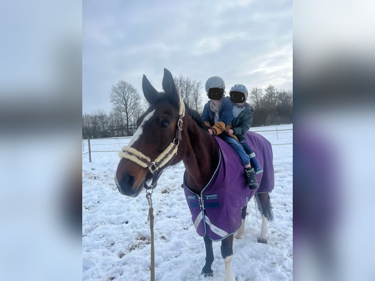 Hanoverian Mare 15 years 17 hh Brown in Gudensberg