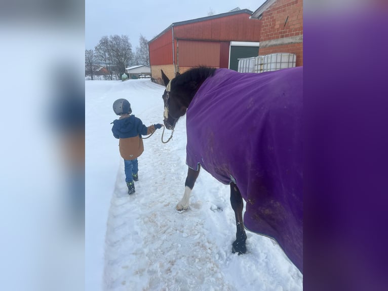 Hanoverian Mare 15 years 17 hh Brown in Gudensberg