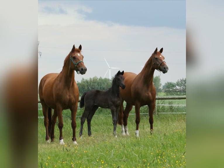 Hanoverian Mare 15 years 17 hh Chestnut-Red in Cuxhaven