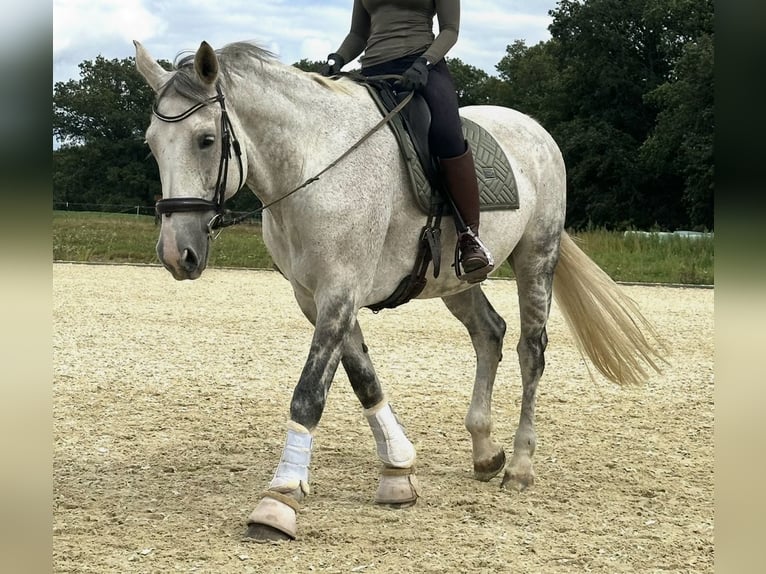 Hanoverian Mare 15 years 17 hh Grey-Dapple in Grossensee