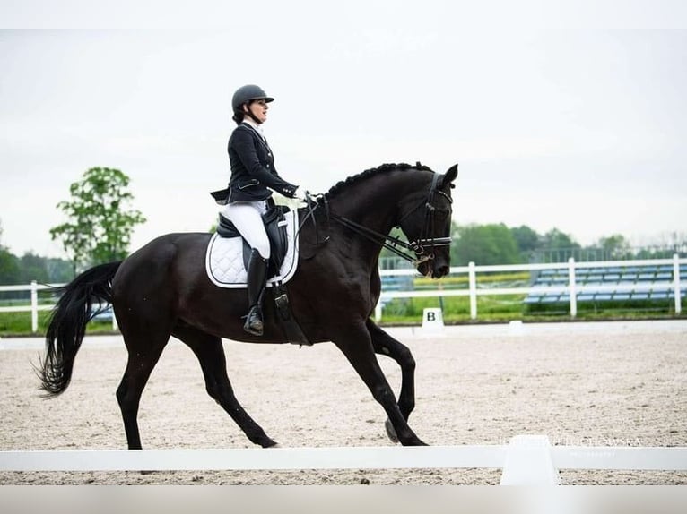 Hanoverian Mare 15 years 17,1 hh Black in Radzionk&#xF3;w