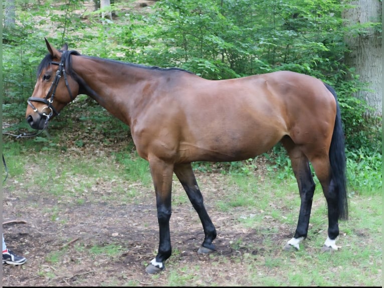 Hanoverian Mare 15 years Brown in Bleckede