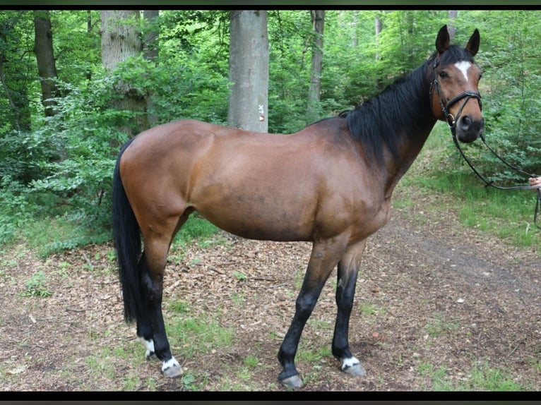 Hanoverian Mare 15 years Brown in Bleckede