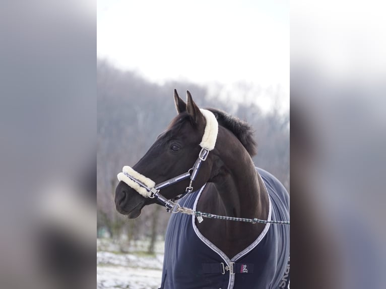 Hanoverian Mare 16 years 15,2 hh Black in Neukirchen-Vluyn