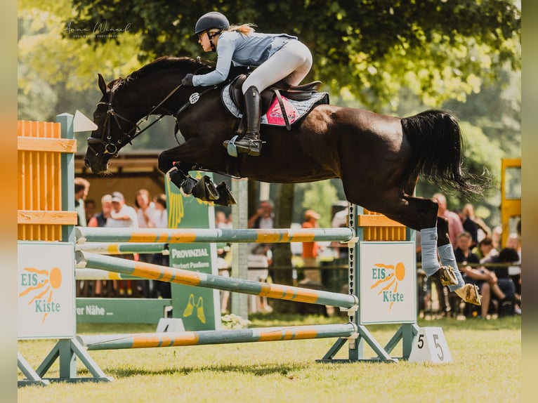 Hanoverian Mare 16 years 15,2 hh Black in Neukirchen-Vluyn