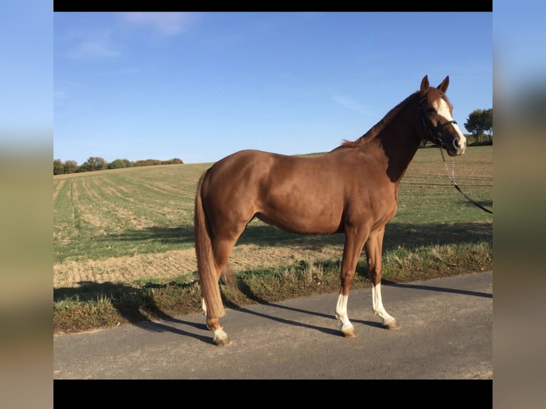 Hanoverian Mare 16 years 15.2 hh Chestnut-Red in Gudensberg