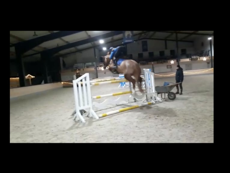 Hanoverian Mare 16 years 15.2 hh Chestnut-Red in Gudensberg