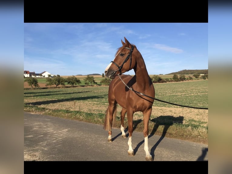 Hanoverian Mare 16 years 15.2 hh Chestnut-Red in Gudensberg