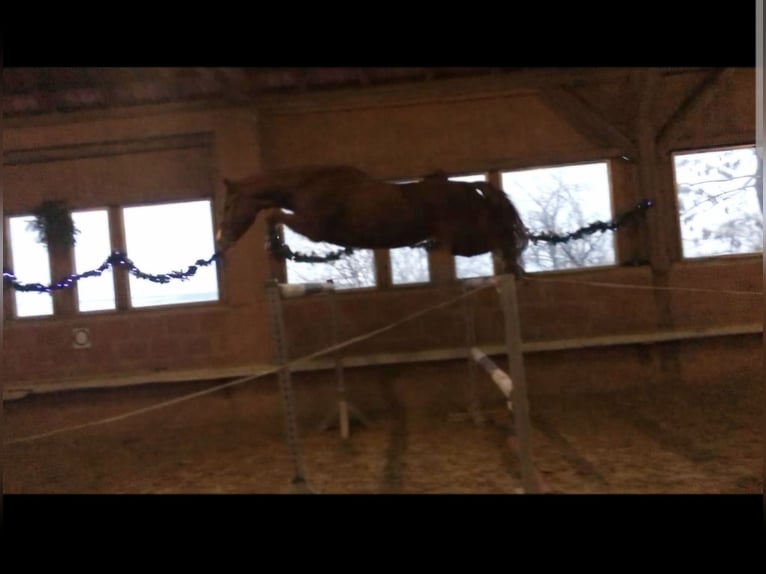 Hanoverian Mare 16 years 15.2 hh Chestnut-Red in Gudensberg