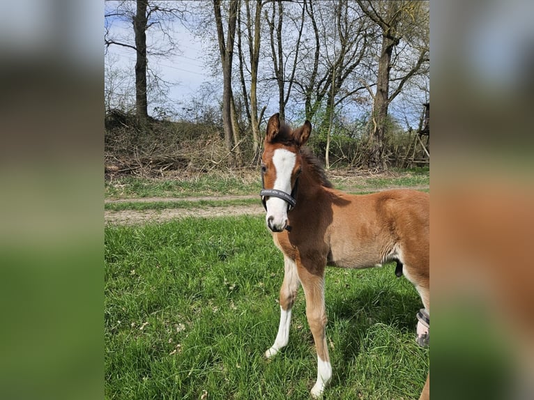 Hanoverian Mare 16 years 15.2 hh Chestnut-Red in Gudensberg