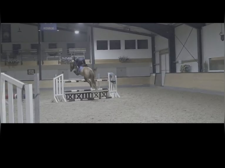 Hanoverian Mare 16 years 15.2 hh Chestnut-Red in Gudensberg