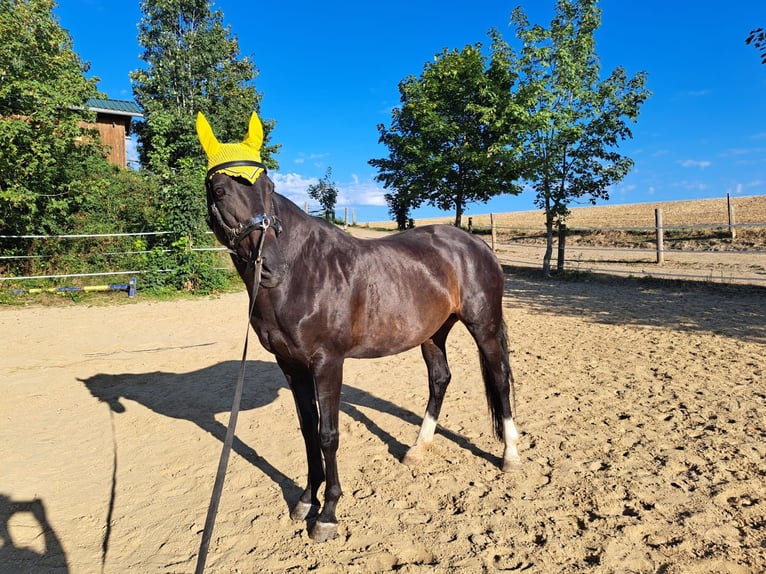 Hanoverian Mare 16 years 15.2 hh Smoky-Black in Nandlstadt