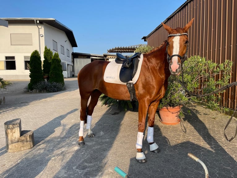 Hanoverian Mare 16 years 15.2 hh Sorrel in Oftersheim