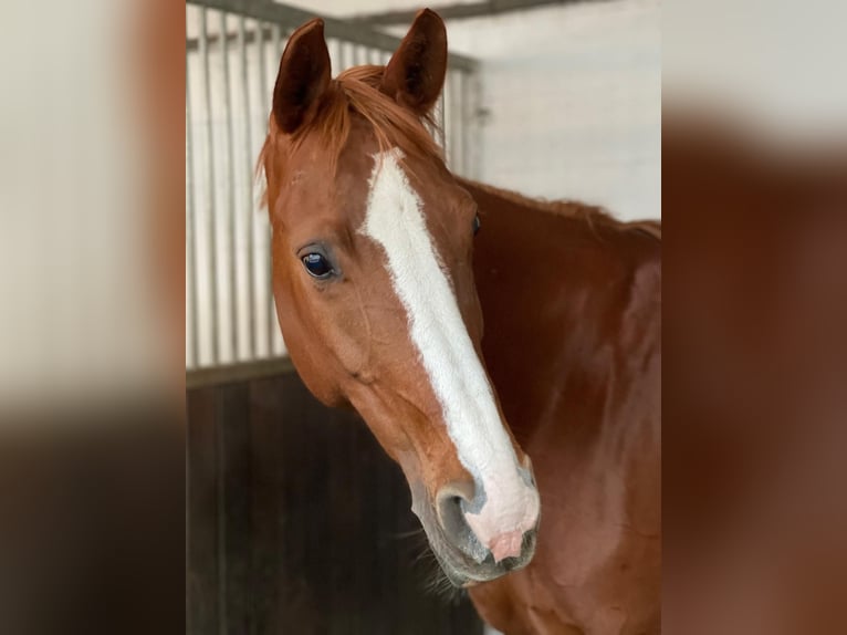 Hanoverian Mare 16 years 15.2 hh Sorrel in Oftersheim