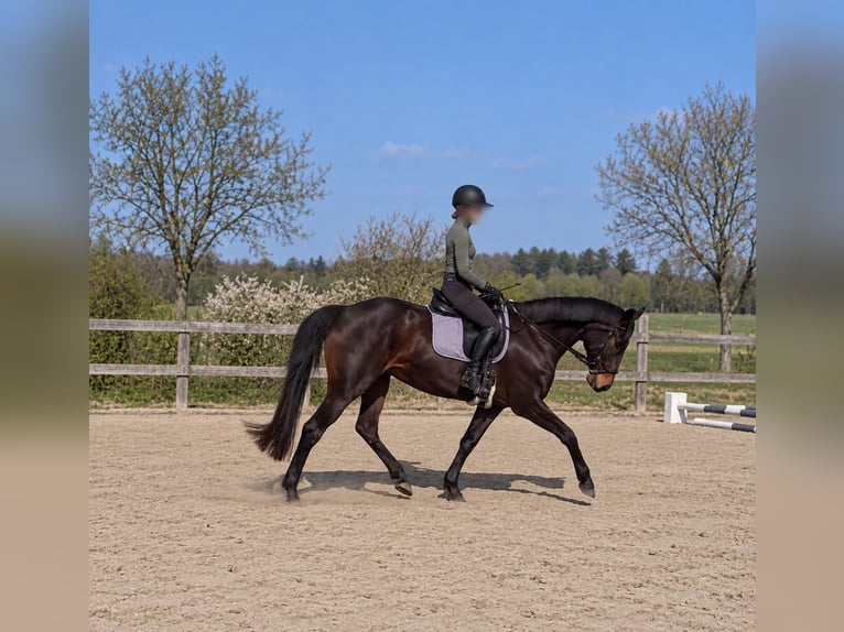 Hanoverian Mare 16 years 15.3 hh  in Thedinghausen