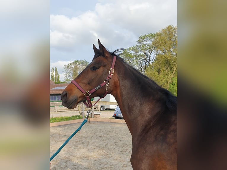 Hanoverian Mare 16 years 15.3 hh  in Thedinghausen