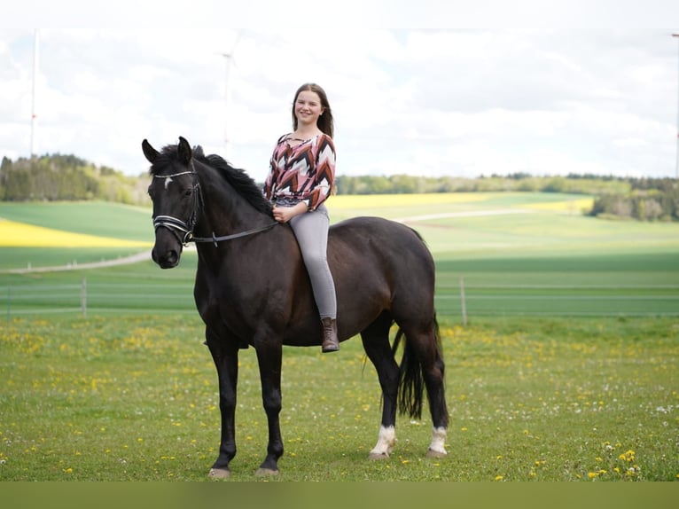 Hanoverian Mare 16 years 15,1 hh Black in Drackenstein
