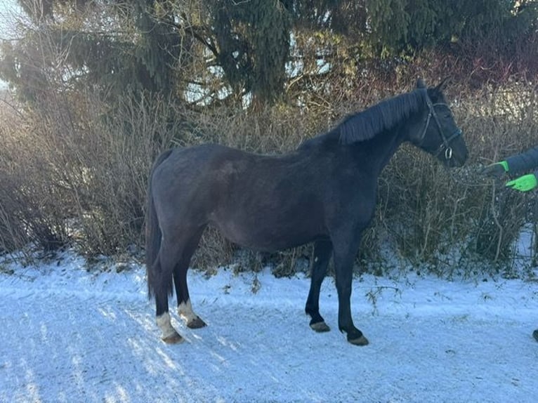 Hanoverian Mare 16 years 15,1 hh Black in Drackenstein