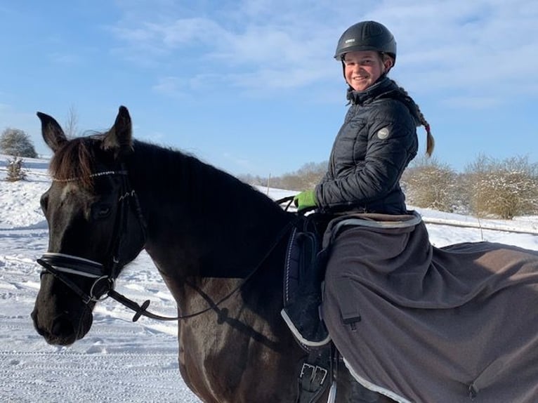 Hanoverian Mare 16 years 15,1 hh Black in Drackenstein