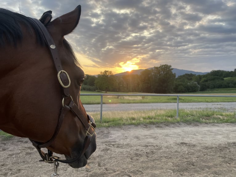 Hanoverian Mare 16 years 15,2 hh Bay-Dark in Neuenburg am Rhein