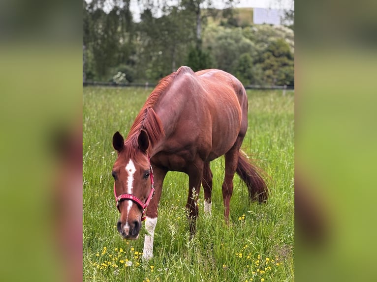 Hanoverian Mare 16 years 15,2 hh Chestnut in Speyer