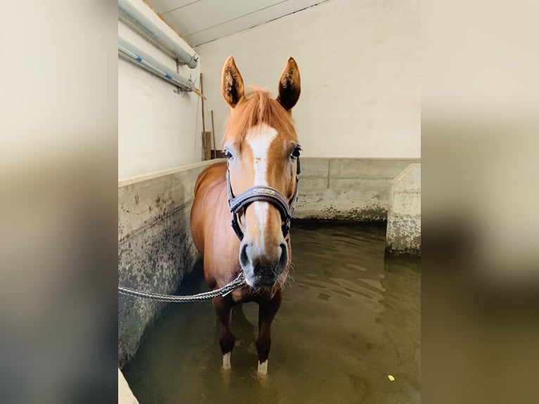 Hanoverian Mare 16 years 15,2 hh Chestnut in FriedrichshafenFriedrichshafen