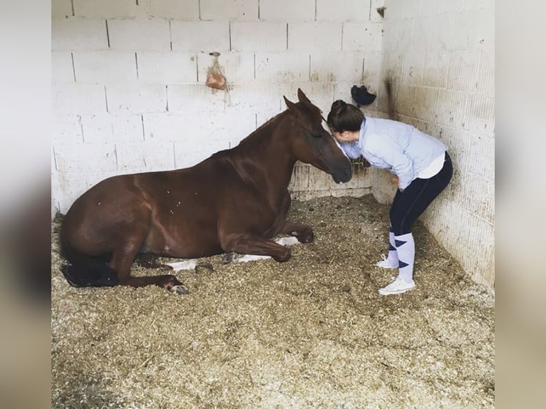 Hanoverian Mare 16 years 15,2 hh Chestnut in FriedrichshafenFriedrichshafen