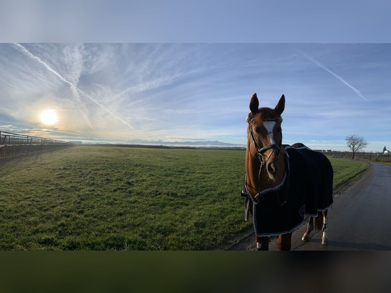 Hanoverian Mare 16 years 15,2 hh Chestnut in FriedrichshafenFriedrichshafen