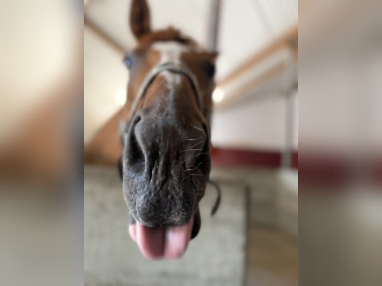 Hanoverian Mare 16 years 15,2 hh Chestnut in FriedrichshafenFriedrichshafen