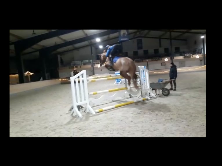 Hanoverian Mare 16 years 15,2 hh Chestnut-Red in Fuldabrück